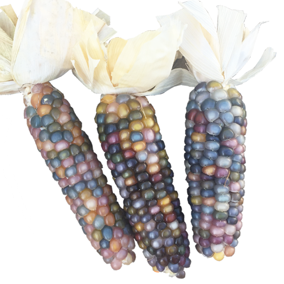 Epi-de-maïs-multicolore-glass-gem